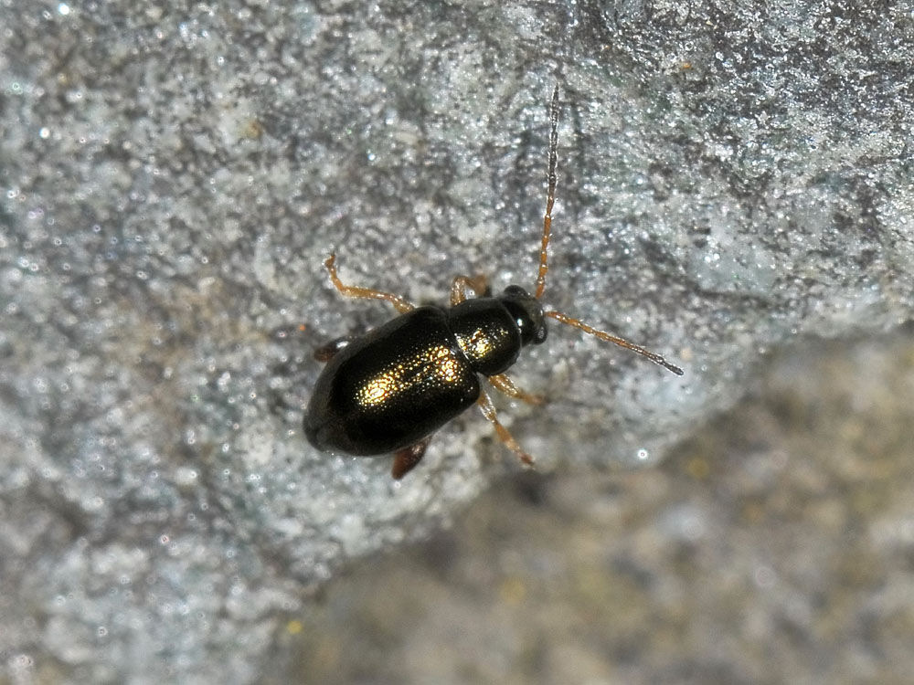 Aphthona venustula?(Chrysomelidae)